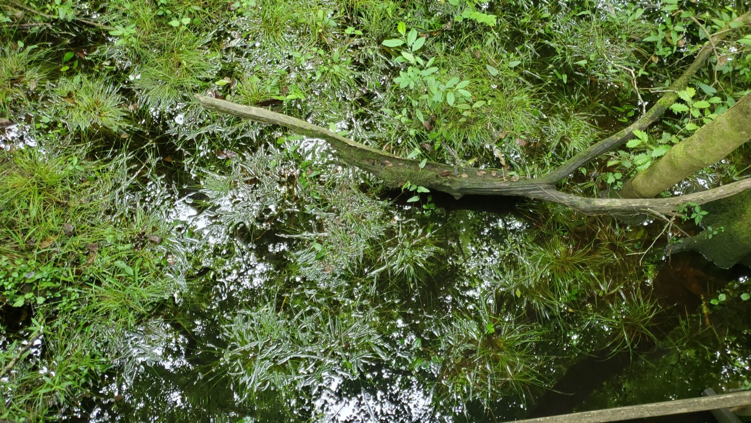 Congaree NP 